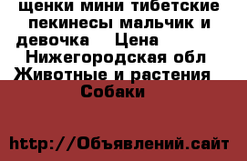 щенки-мини,тибетские пекинесы,мальчик и девочка. › Цена ­ 2 500 - Нижегородская обл. Животные и растения » Собаки   